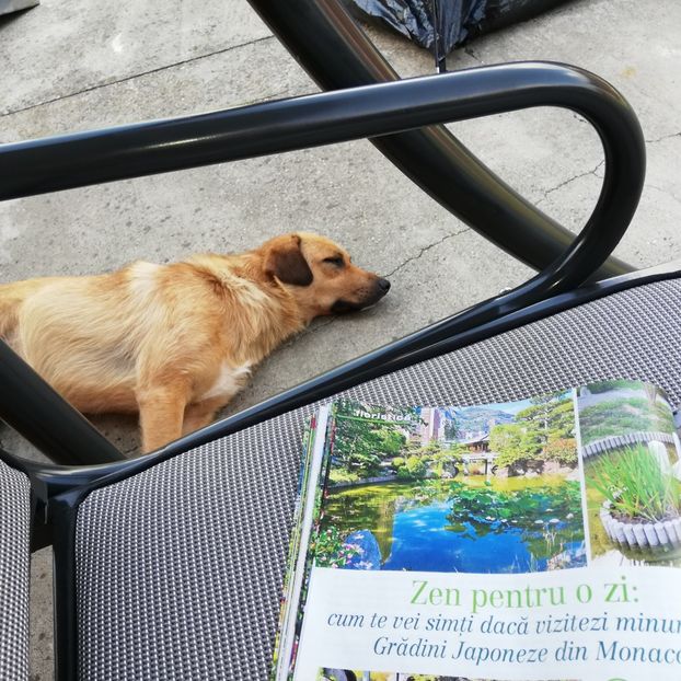  - 0-2019 - De prin curte