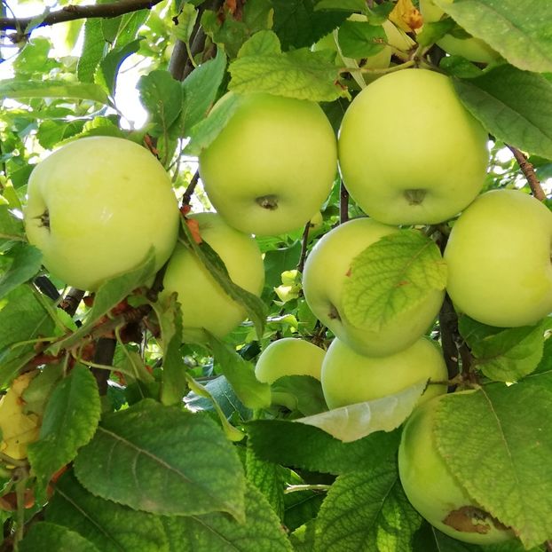  - 0-2019 - De prin curte