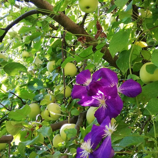  - 0-2019 - De prin curte