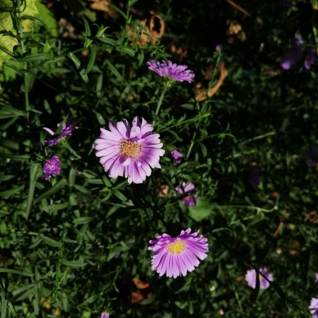  - 0-2019 - De prin curte