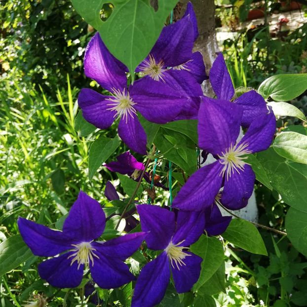  - 0-2019 - De prin curte