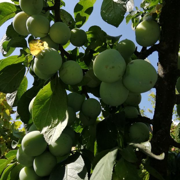  - 0-2019 - De prin curte