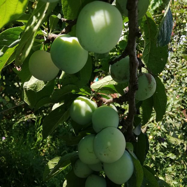  - 0-2019 - De prin curte