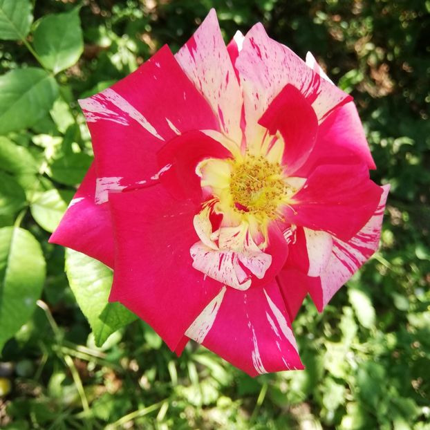  - 0-2019 - De prin curte