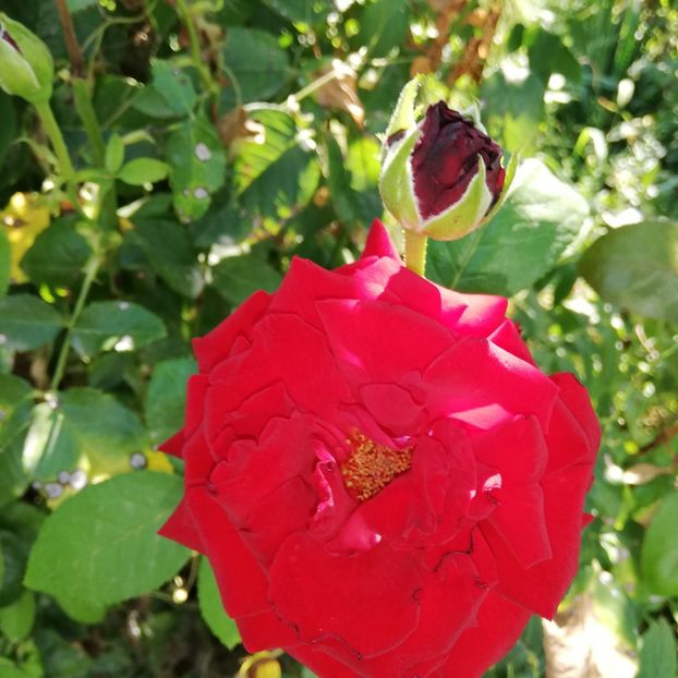  - 0-2019 - De prin curte