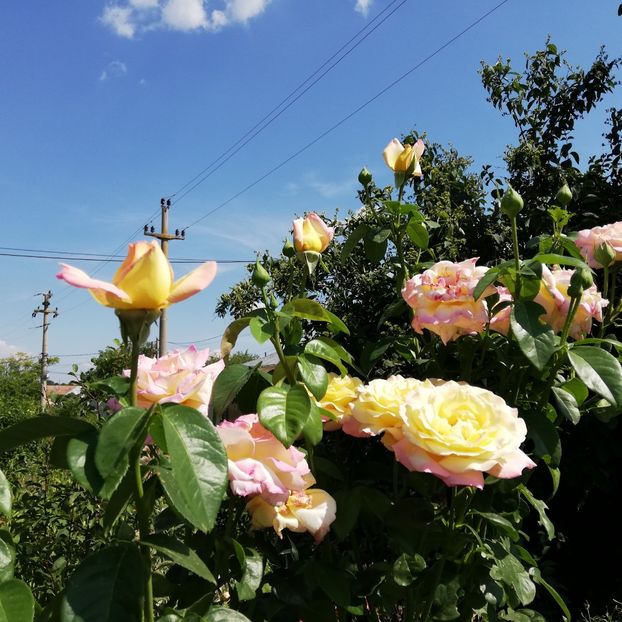  - 0-2019 - De prin curte