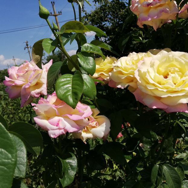  - 0-2019 - De prin curte