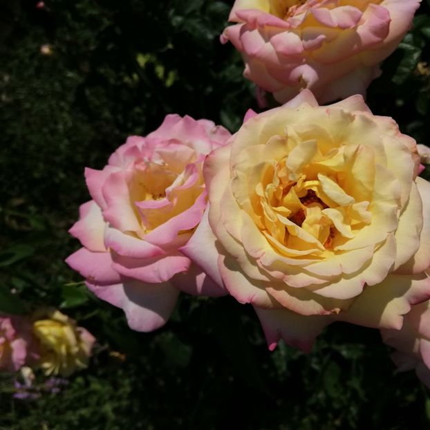  - 0-2019 - De prin curte