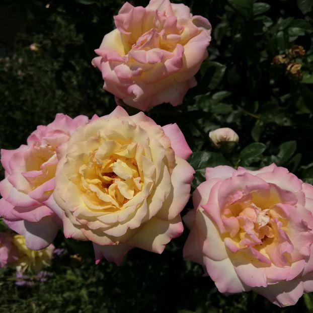  - 0-2019 - De prin curte