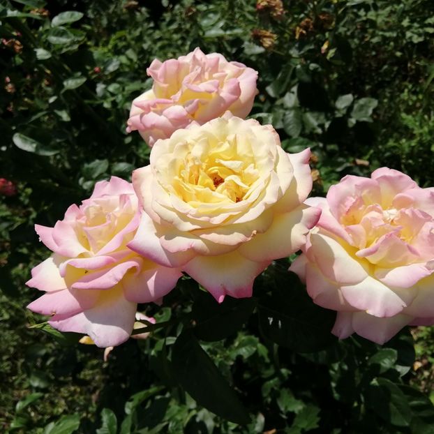  - 0-2019 - De prin curte