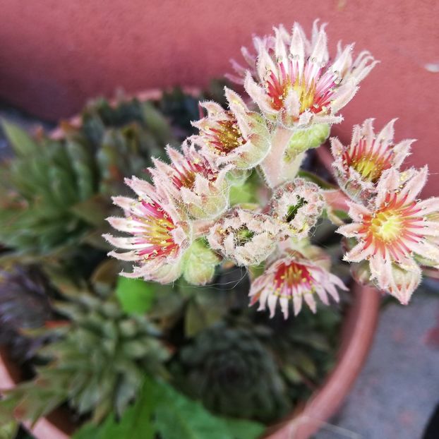  - 0-2019 - De prin curte