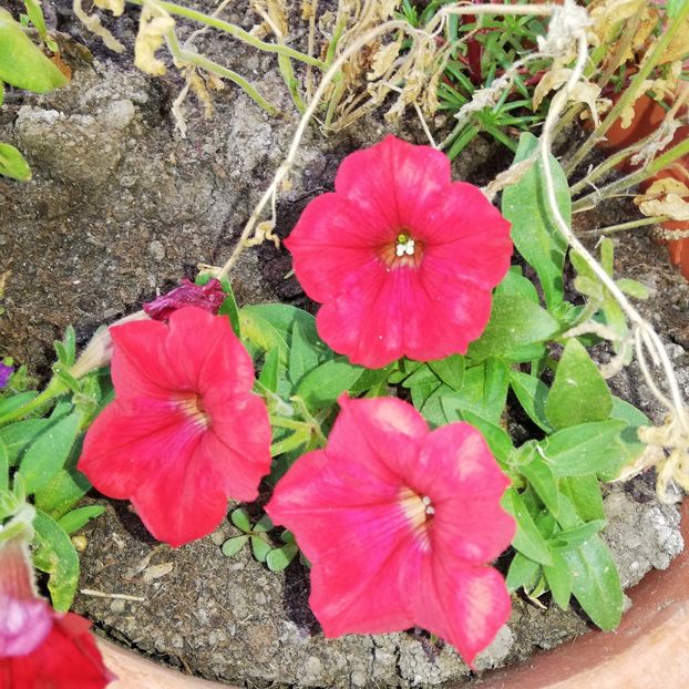  - 0-2019 - De prin curte