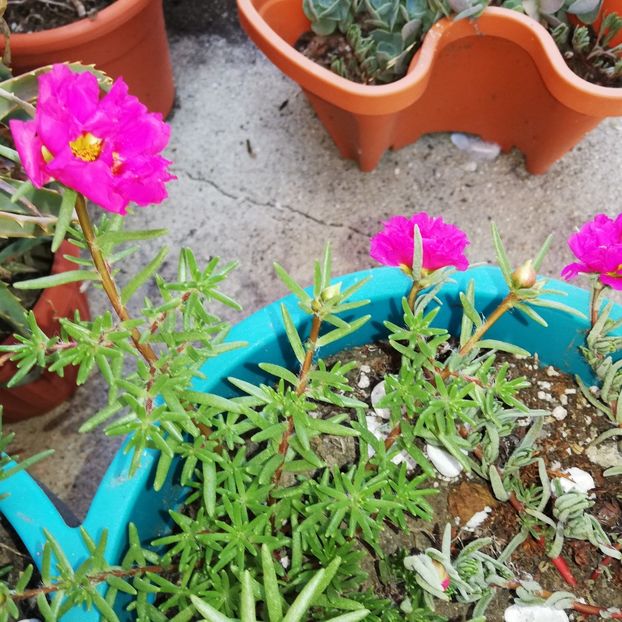  - 0-2019 - De prin curte