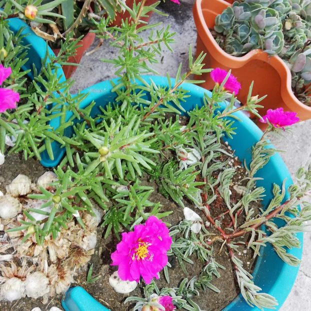  - 0-2019 - De prin curte