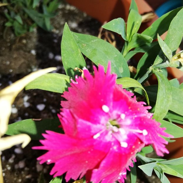  - 0-2019 - De prin curte