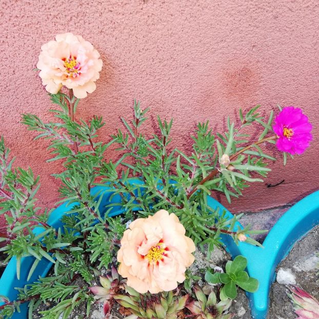  - 0-2019 - De prin curte