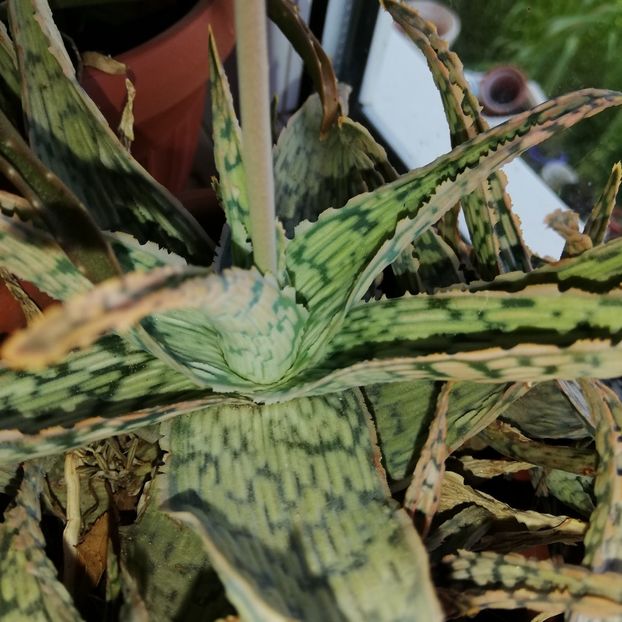  - 0-2019 - De prin curte