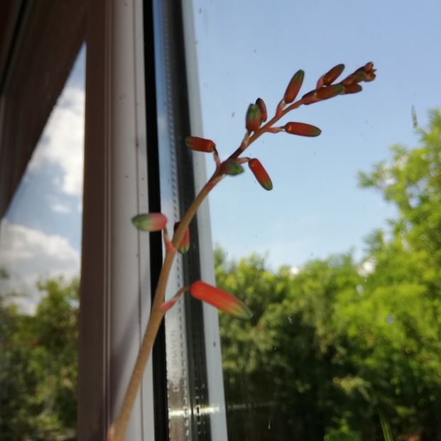  - 0-2019 - De prin curte