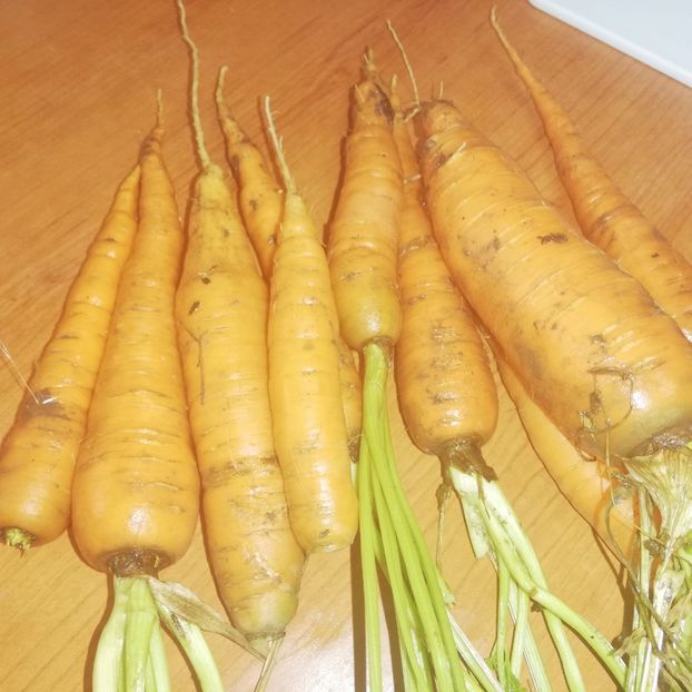  - 0-2019 - De prin curte