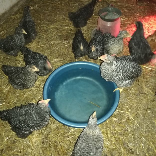  - 0-2019 - De prin curte