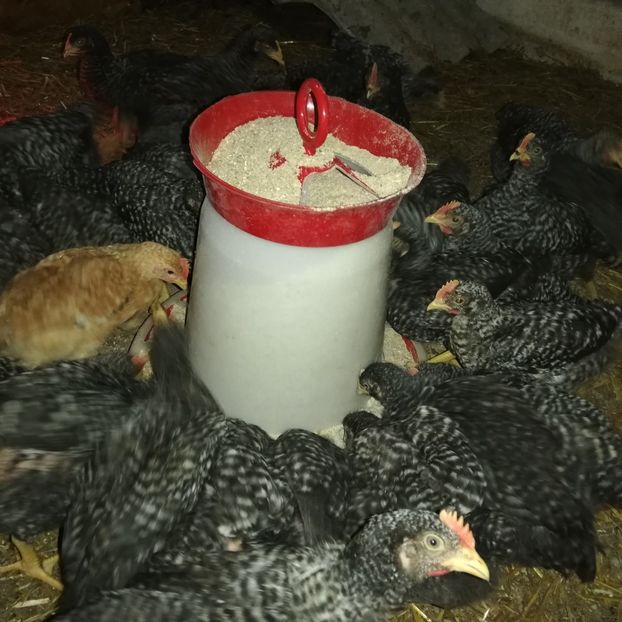  - 0-2019 - De prin curte