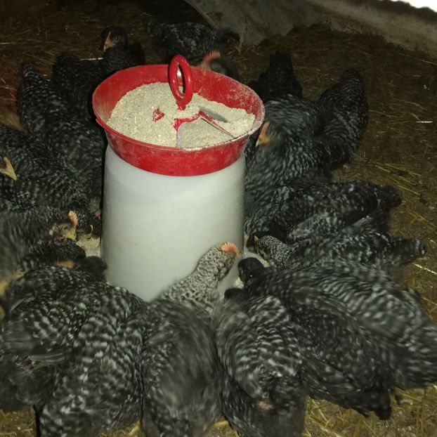  - 0-2019 - De prin curte