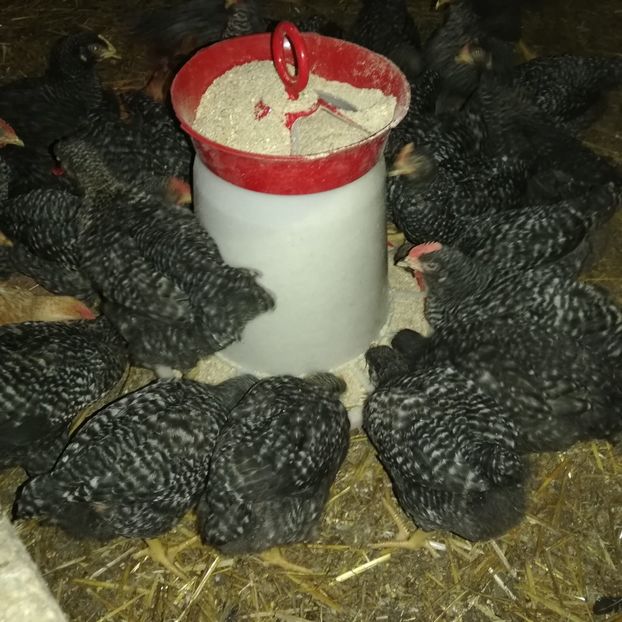  - 0-2019 - De prin curte