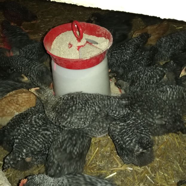  - 0-2019 - De prin curte