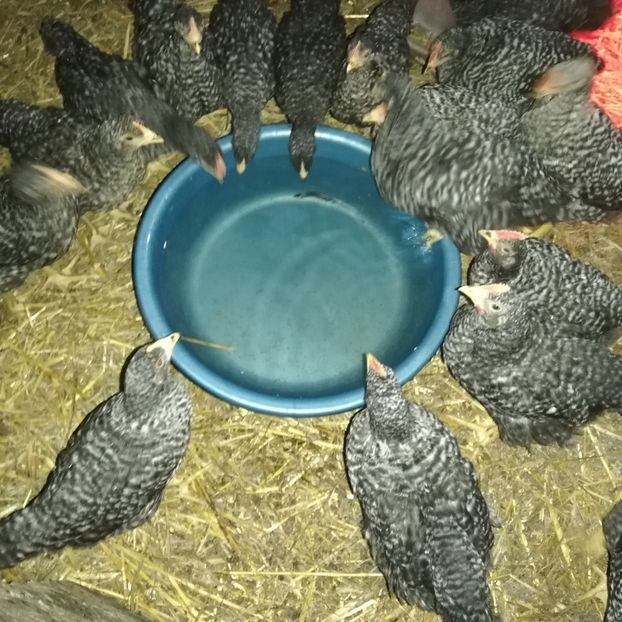  - 0-2019 - De prin curte