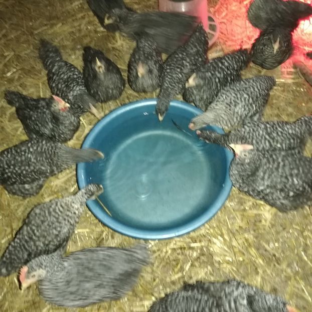  - 0-2019 - De prin curte