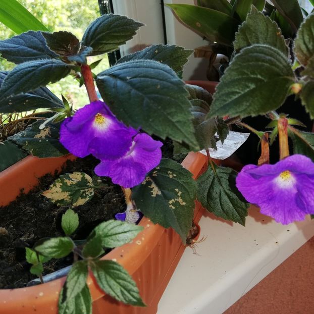  - 0-2019 - De prin curte