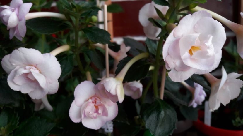 2017 - Comparatie Amelia