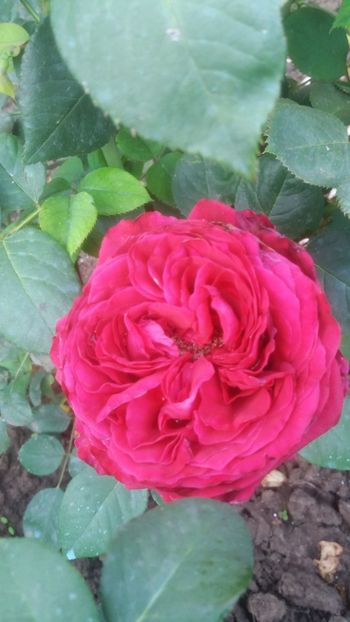 La rose de 4 vents - Gradina 2019