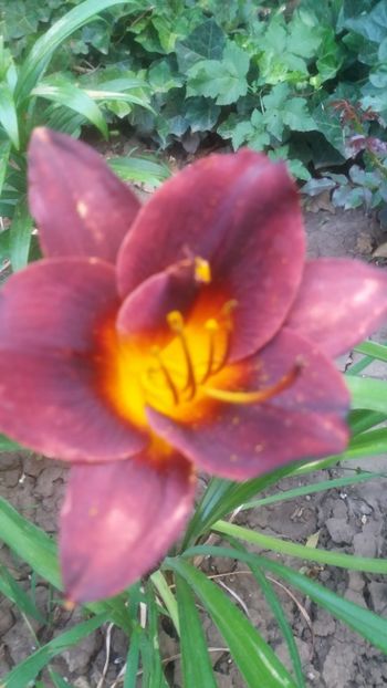  - Gradina 2019