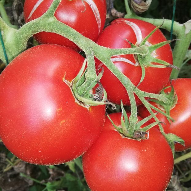  - 2018 - Din roadele grădinii