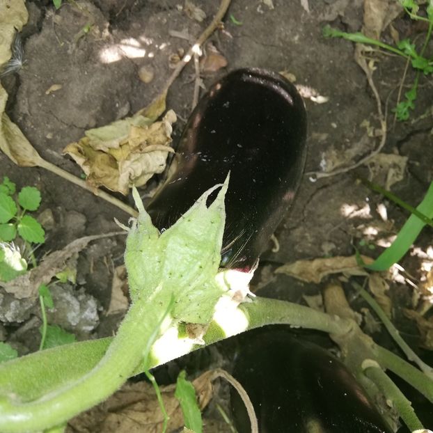  - 2018 - Din roadele grădinii