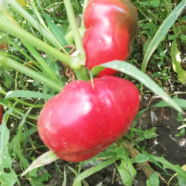  - 2018 - Din roadele grădinii