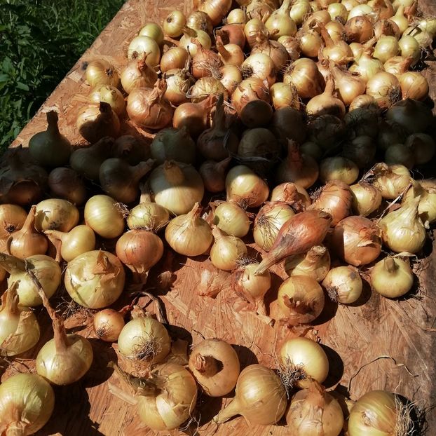  - 2018 - Din roadele grădinii