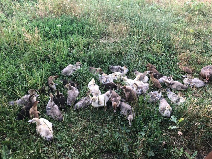  - Bomboane asortate 2019