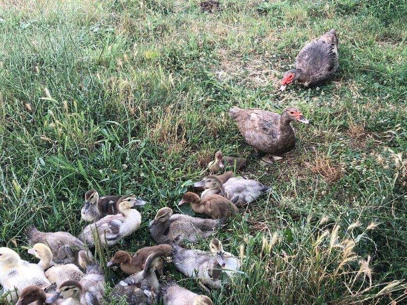  - Bomboane asortate 2019