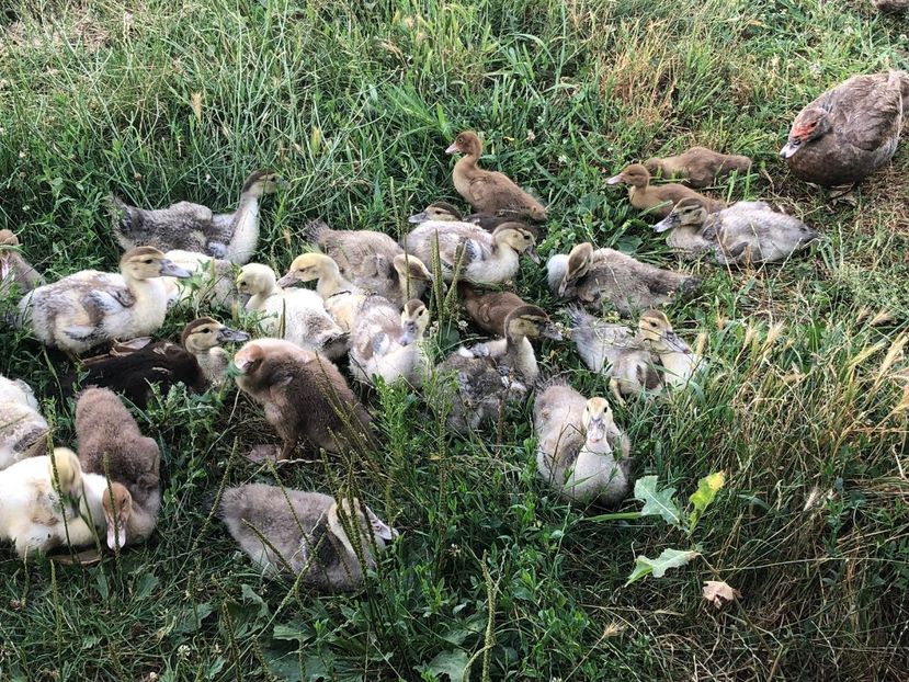  - Bomboane asortate 2019