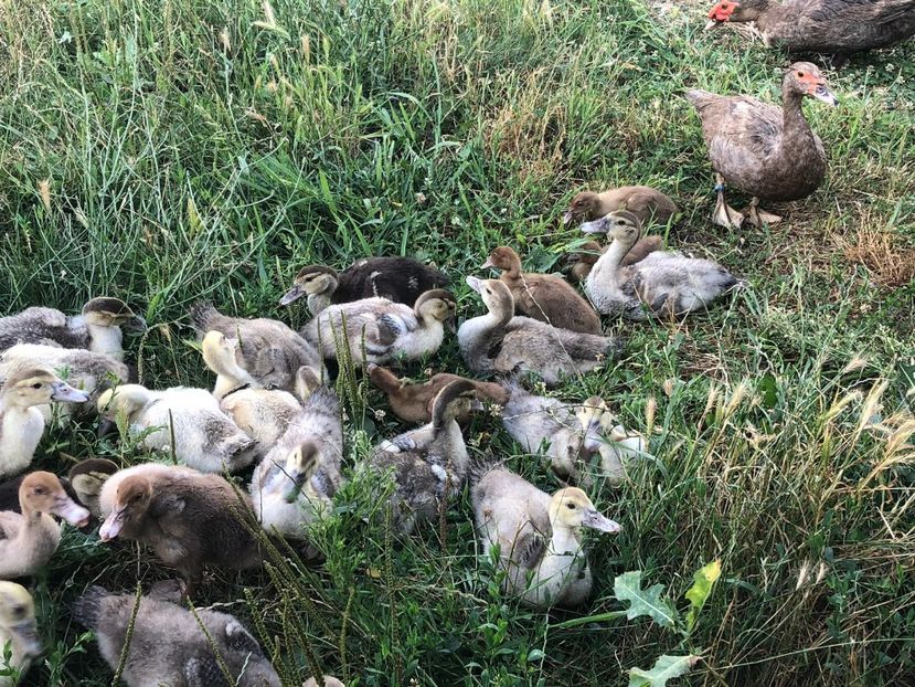  - Bomboane asortate 2019