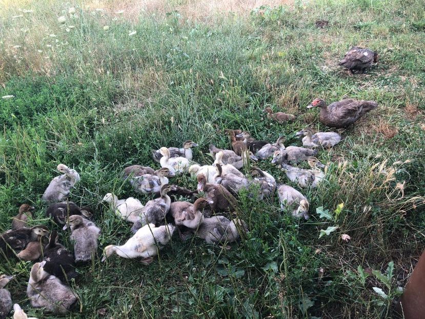  - Bomboane asortate 2019