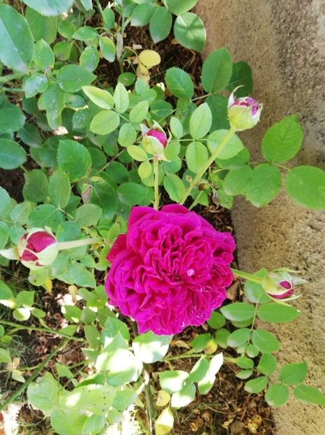  - William Shakespeare