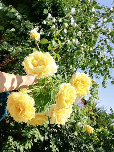  - Cyrano de Bergerac