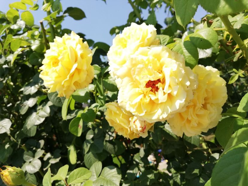  - Cyrano de Bergerac