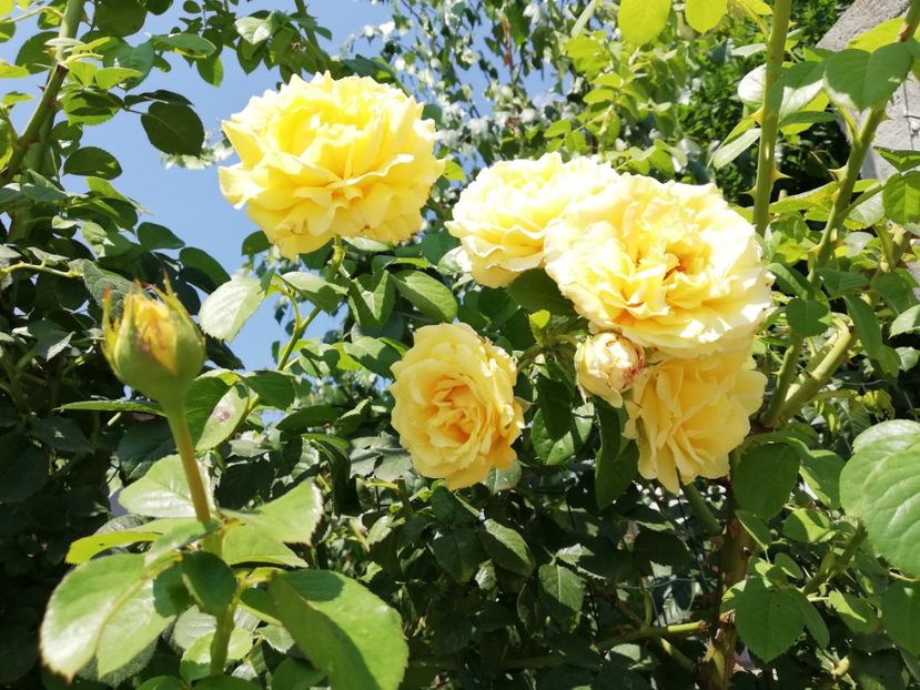  - Cyrano de Bergerac