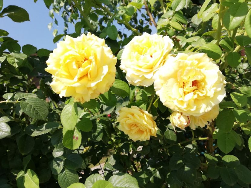  - Cyrano de Bergerac