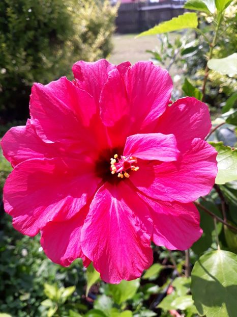  - 1-HIBISCUS 2019