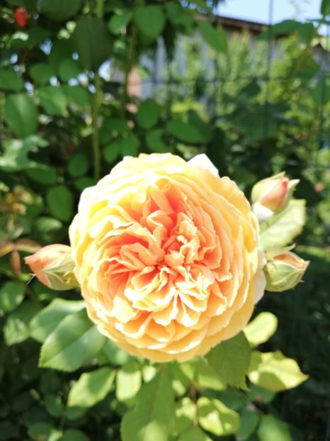  - Crown Princess Margareta